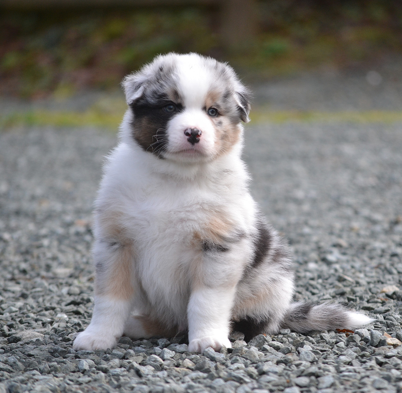 des Wani - Yanpi - Chiots disponibles - Berger Australien