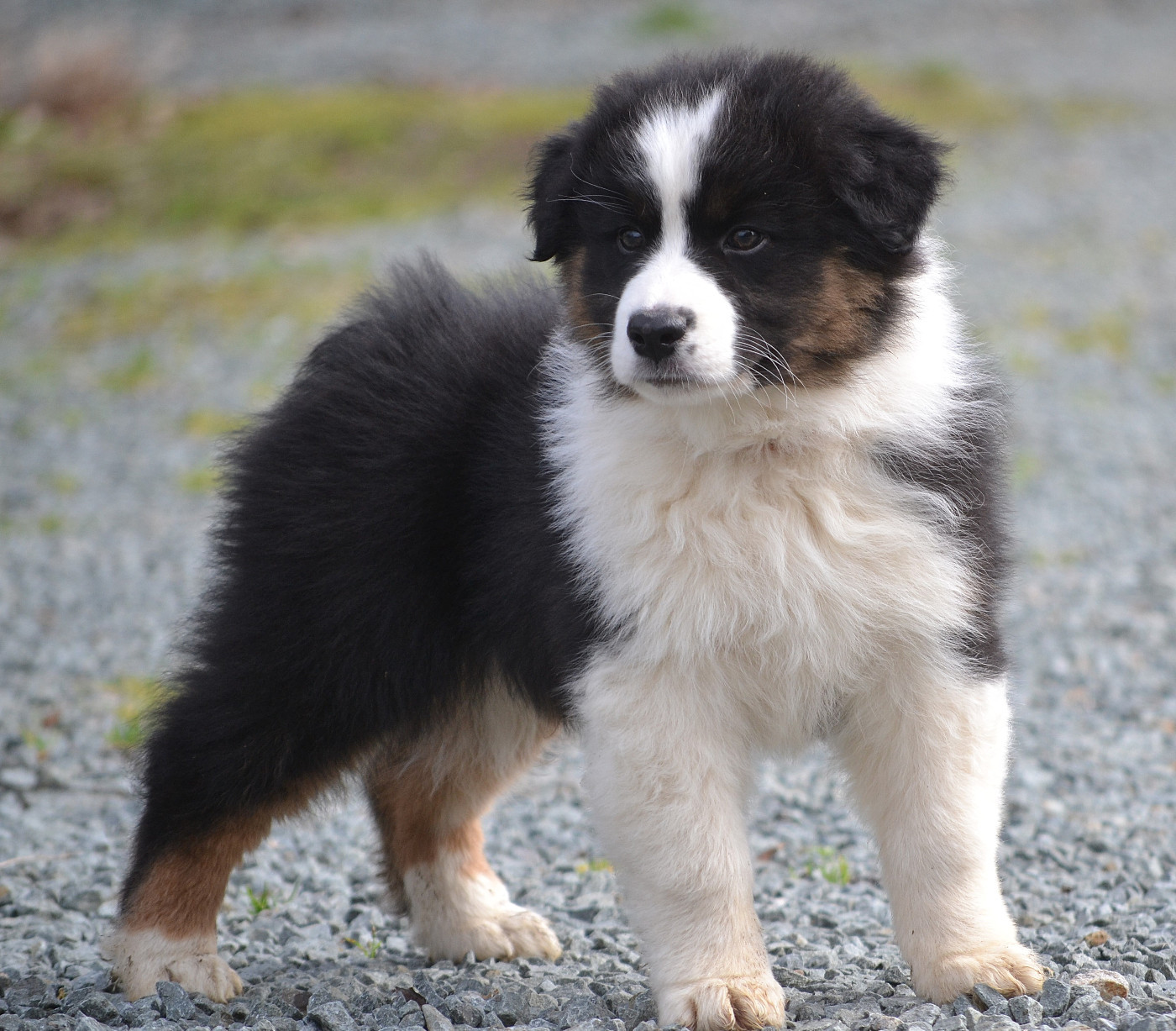 des Wani - Yanpi - Chiots disponibles - Berger Australien