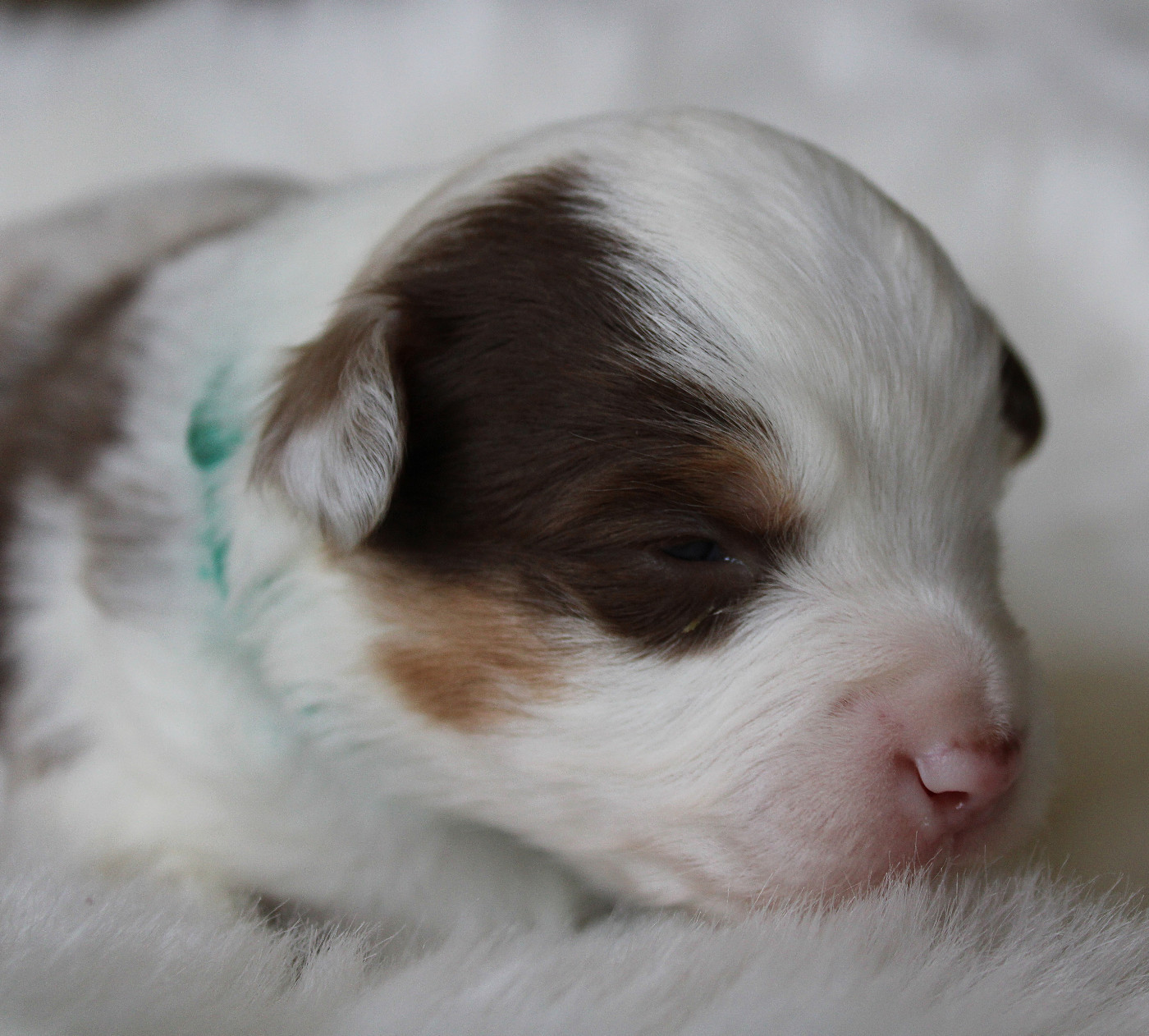 des Wani - Yanpi - Chiots disponibles - Berger Américain Miniature 