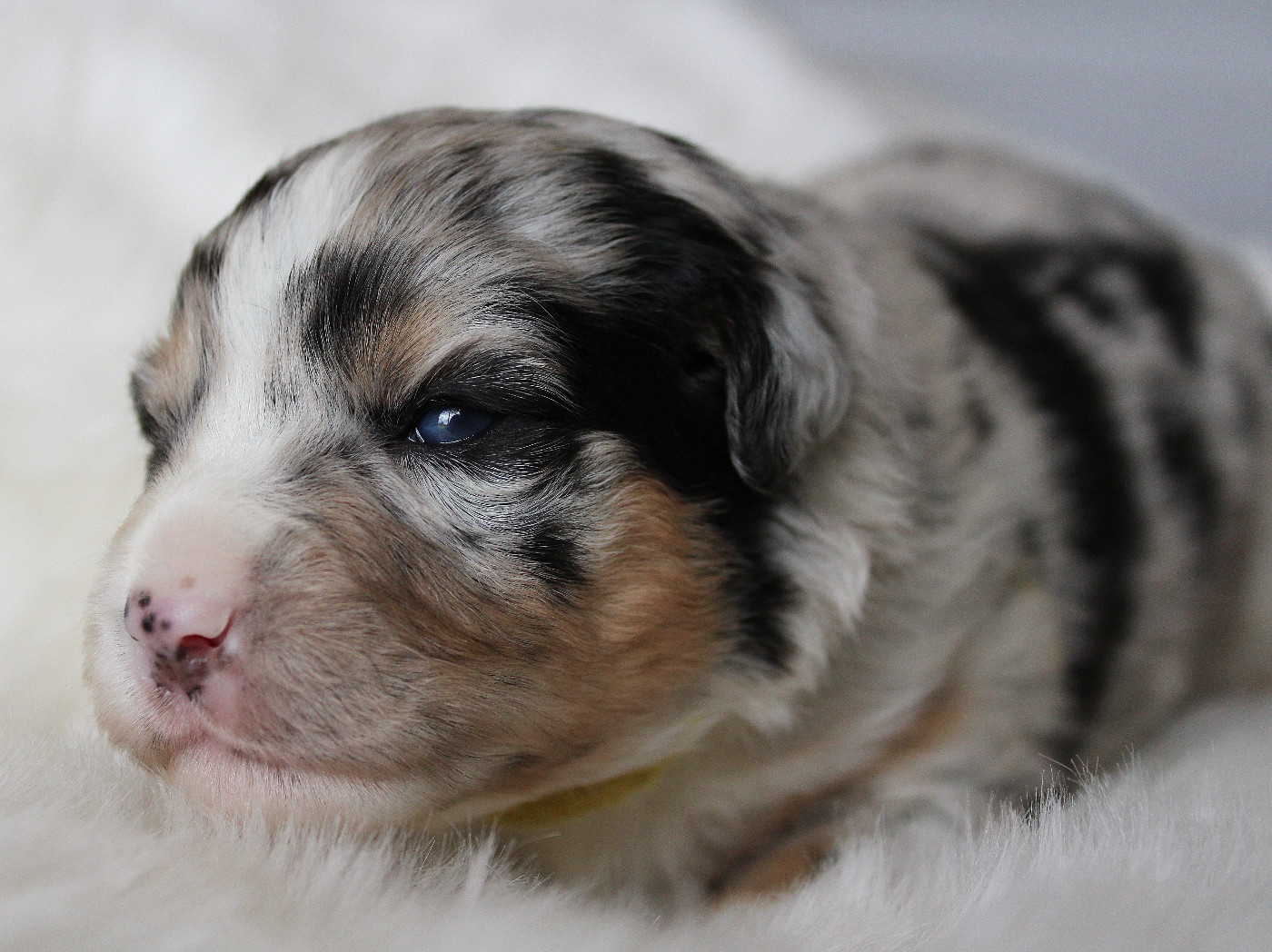 des Wani - Yanpi - Chiots disponibles - Berger Américain Miniature 