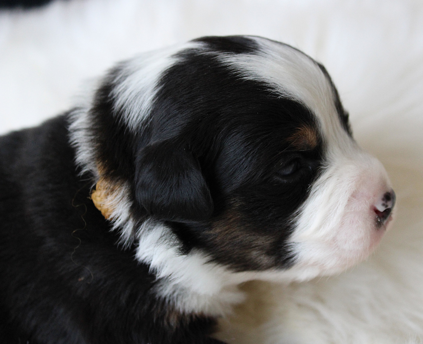 des Wani - Yanpi - Chiots disponibles - Berger Américain Miniature 
