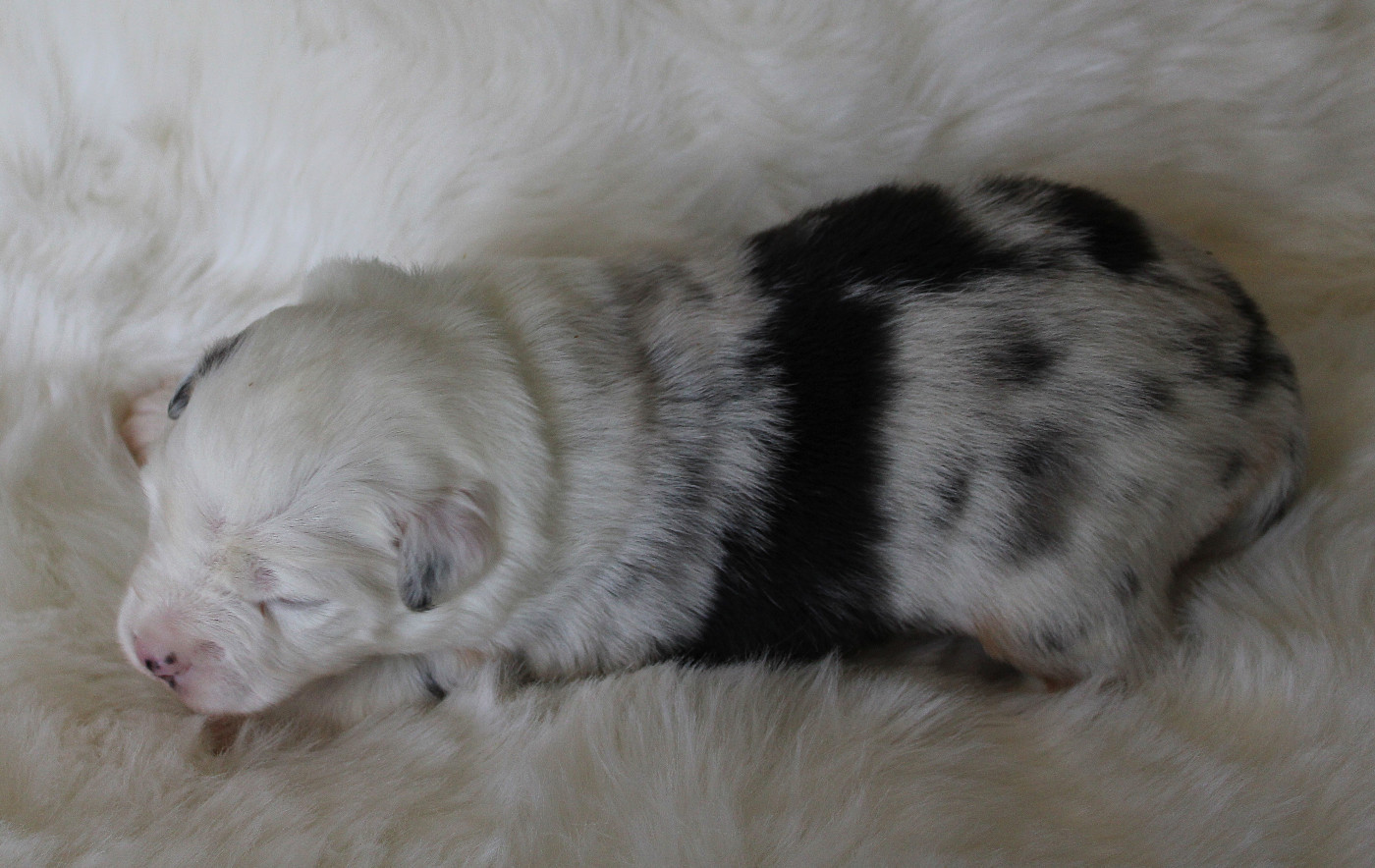 des Wani - Yanpi - Chiots disponibles - Berger Américain Miniature 
