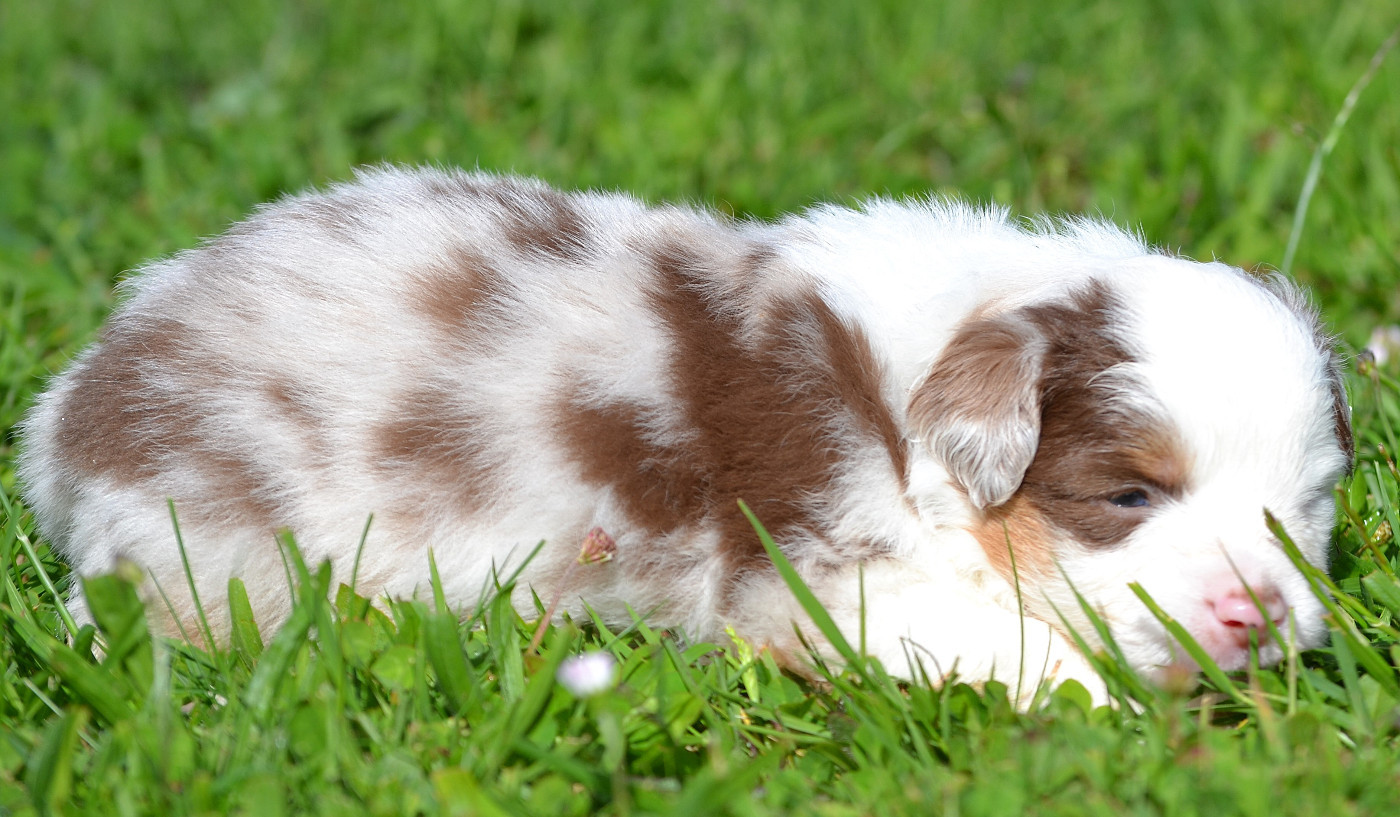 des Wani - Yanpi - Chiots disponibles - Berger Américain Miniature 