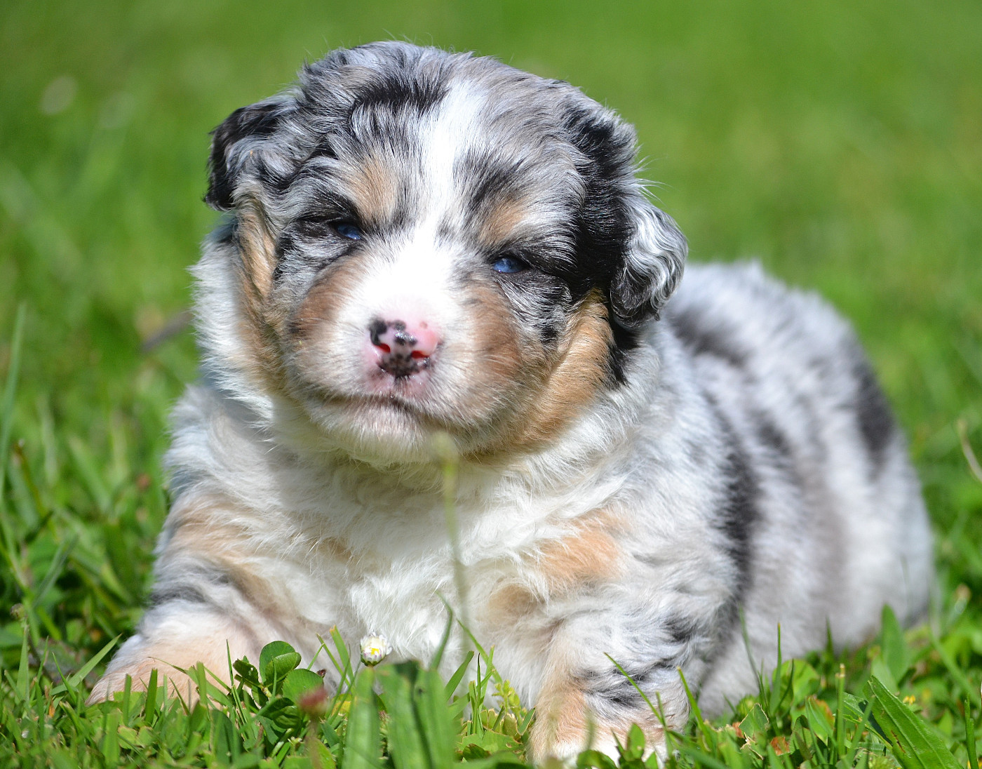 des Wani - Yanpi - Chiots disponibles - Berger Américain Miniature 