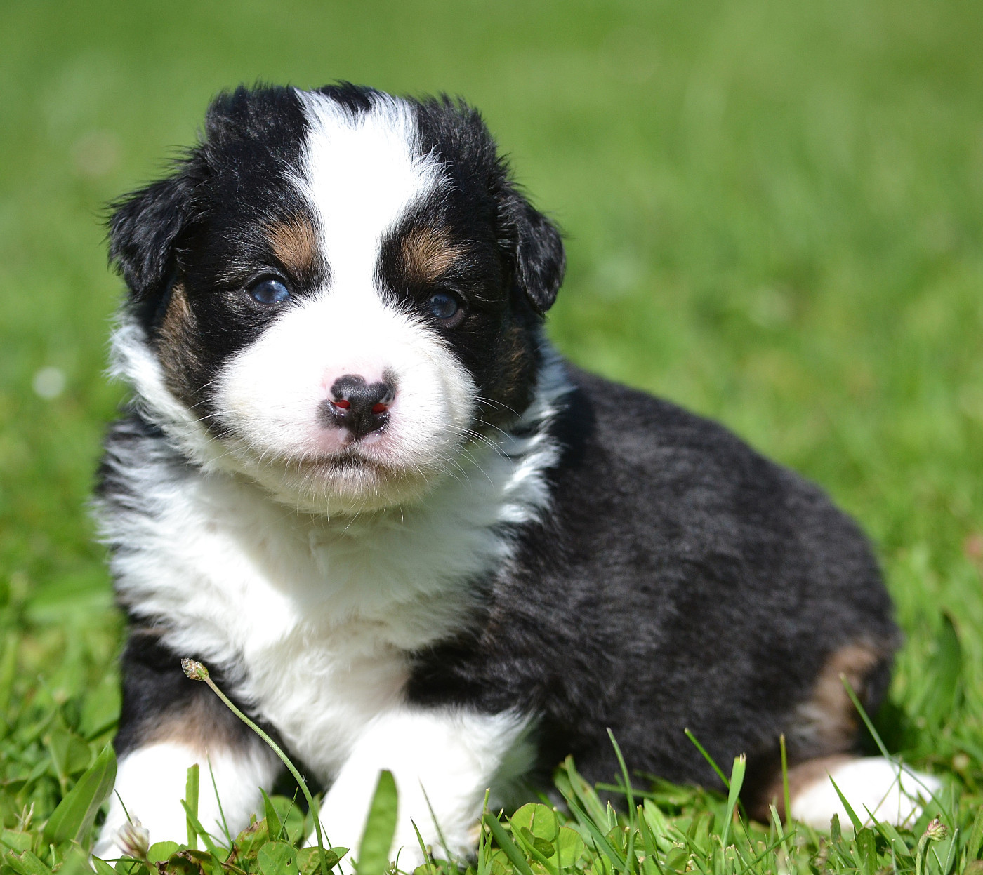 des Wani - Yanpi - Chiots disponibles - Berger Américain Miniature 
