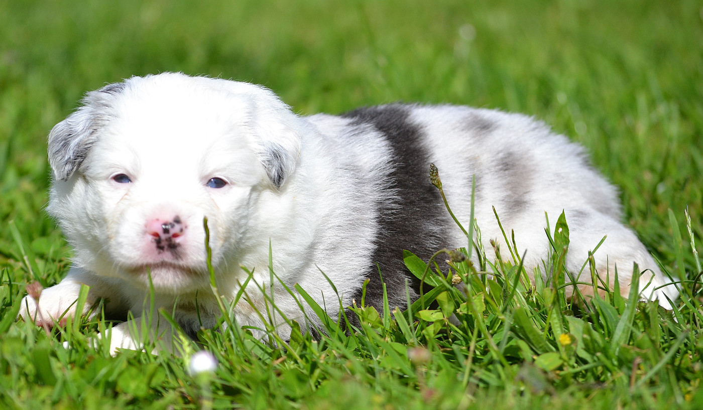 des Wani - Yanpi - Chiots disponibles - Berger Américain Miniature 