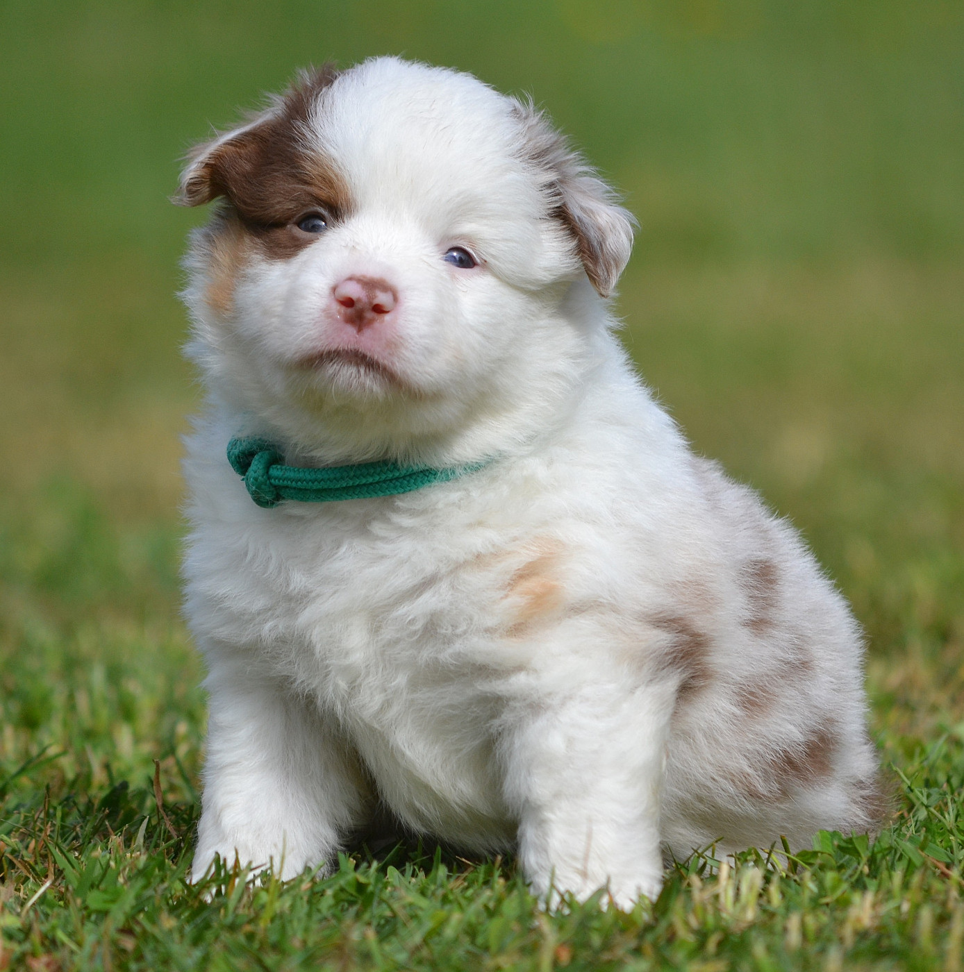 des Wani - Yanpi - Chiots disponibles - Berger Américain Miniature 