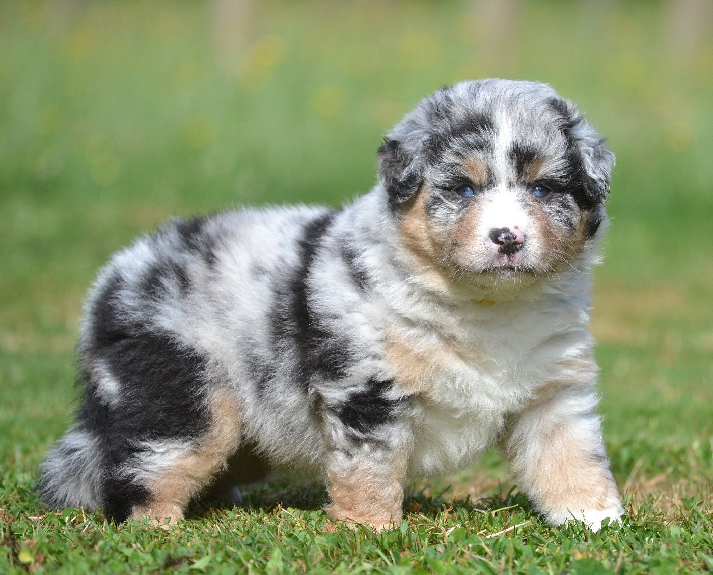 des Wani - Yanpi - Chiots disponibles - Berger Américain Miniature 