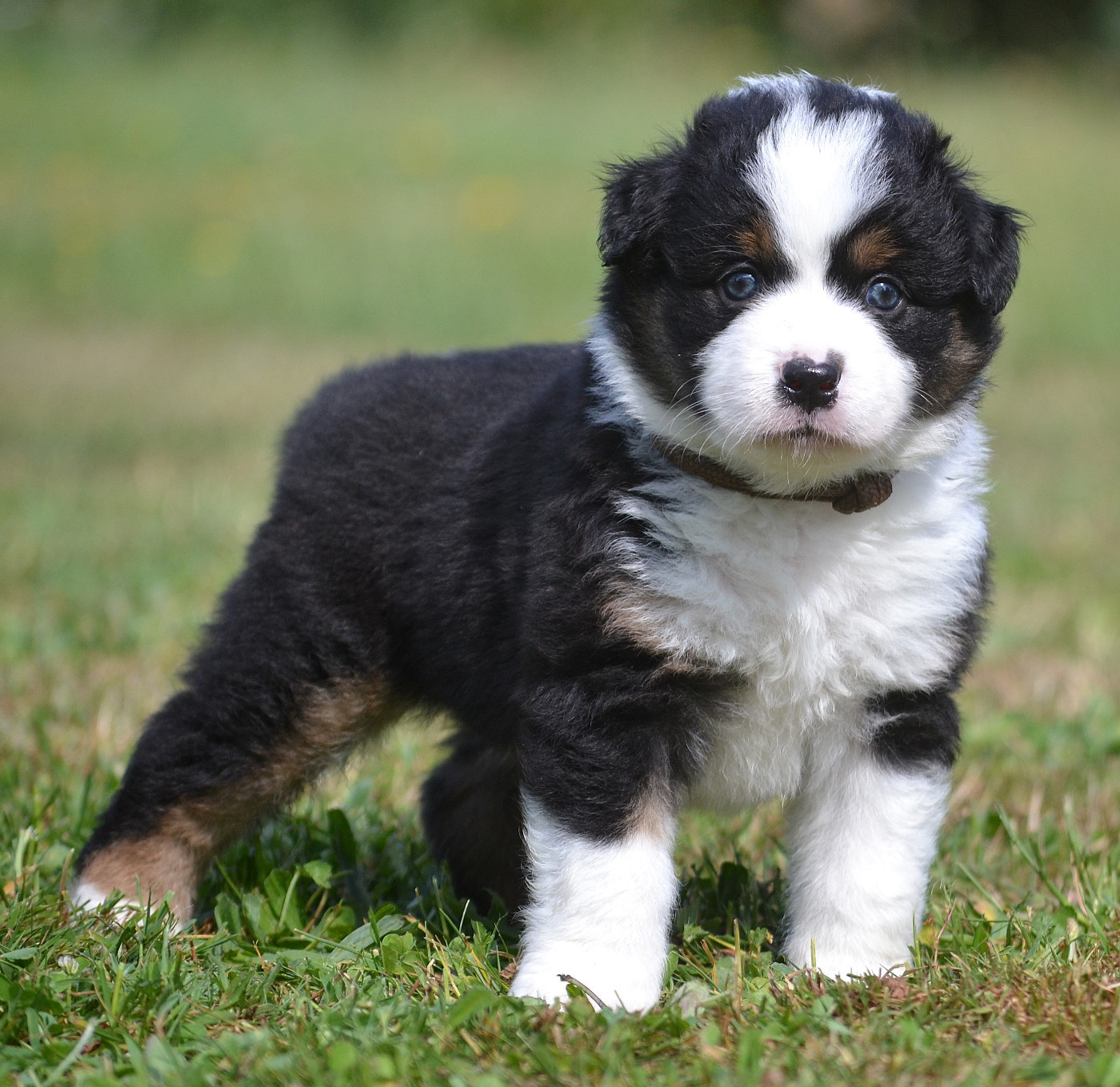 des Wani - Yanpi - Chiots disponibles - Berger Américain Miniature 