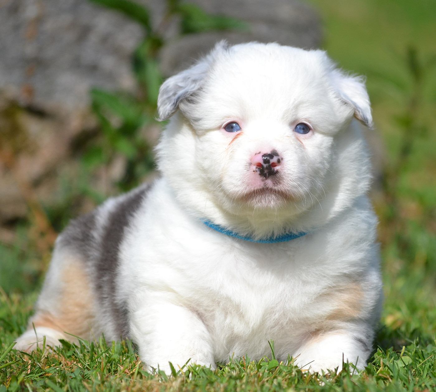 des Wani - Yanpi - Chiots disponibles - Berger Américain Miniature 