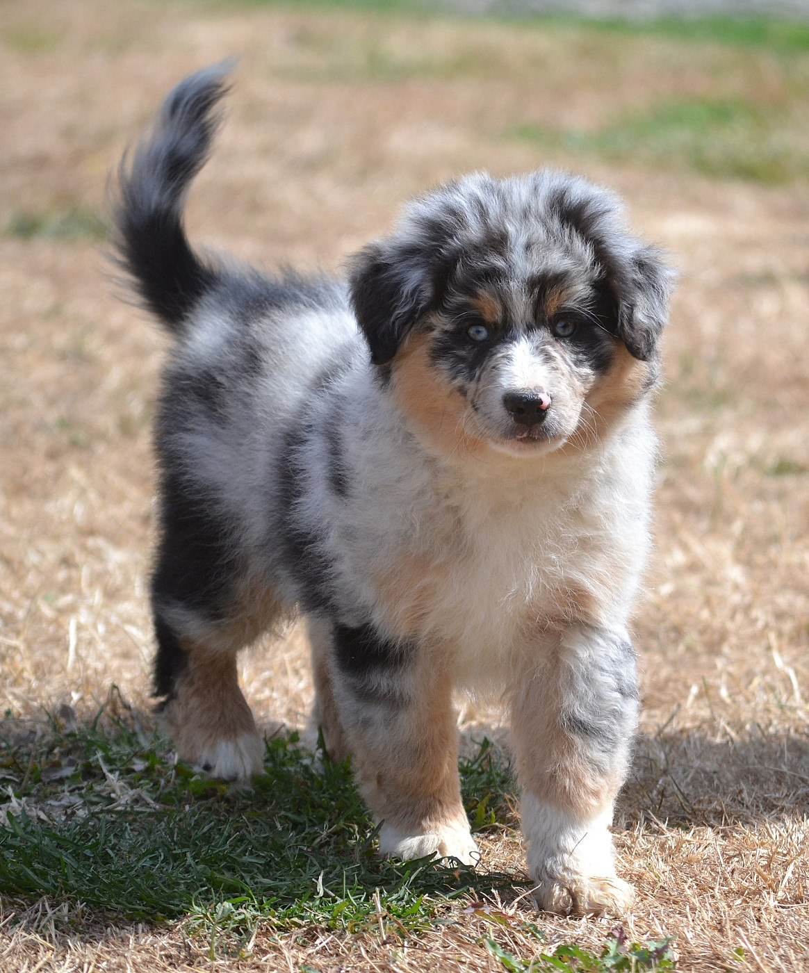 des Wani - Yanpi - Chiots disponibles - Berger Américain Miniature 