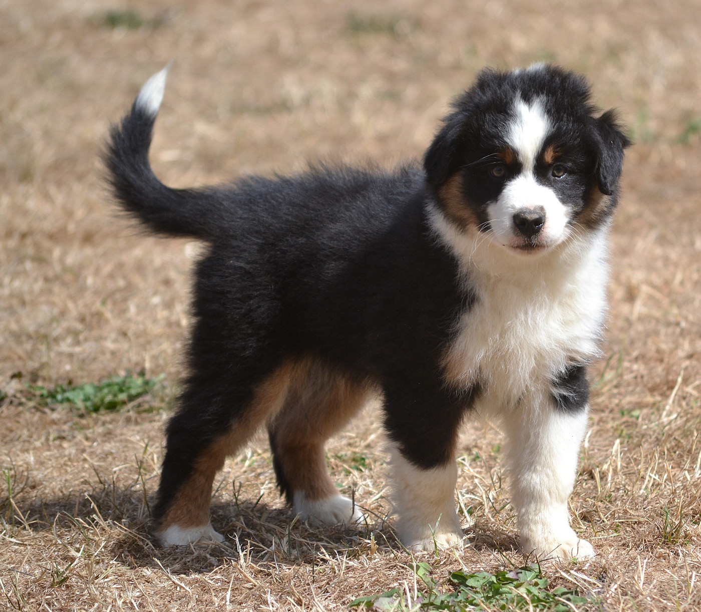 des Wani - Yanpi - Chiots disponibles - Berger Américain Miniature 