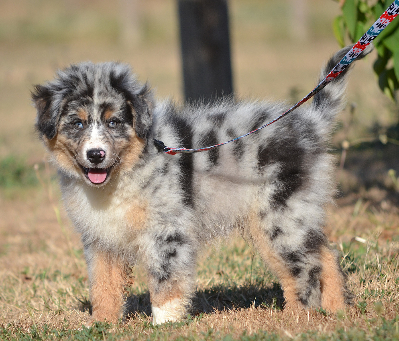 des Wani - Yanpi - Chiots disponibles - Berger Américain Miniature 