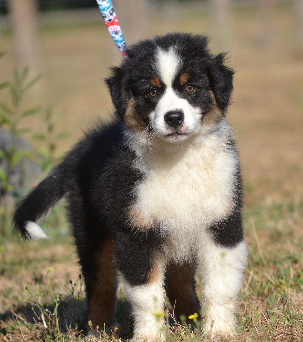 des Wani - Yanpi - Chiots disponibles - Berger Américain Miniature 