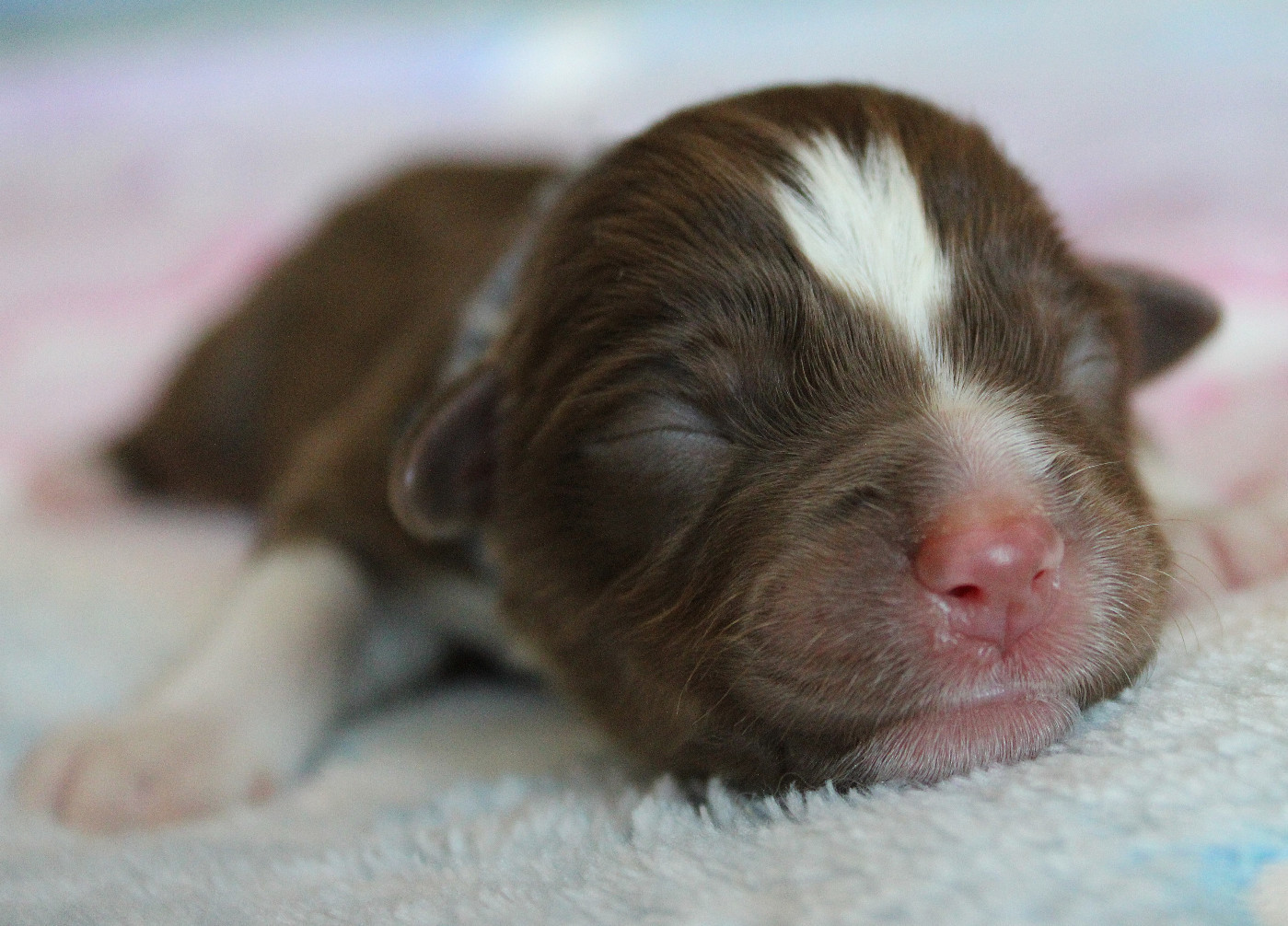 des Wani - Yanpi - Chiots disponibles - Berger Américain Miniature 