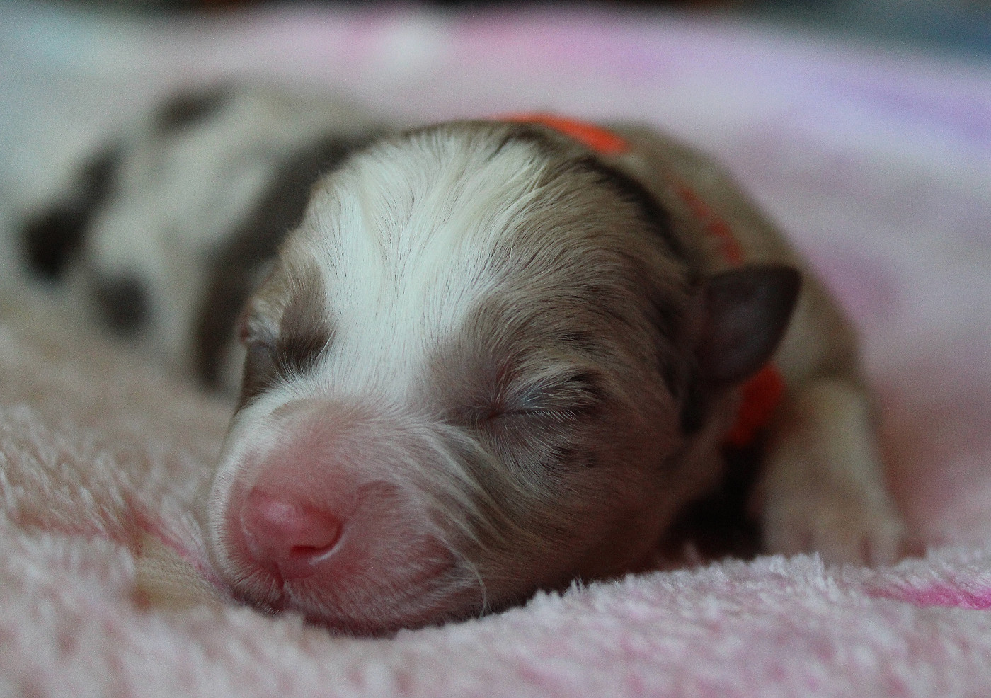 des Wani - Yanpi - Chiots disponibles - Berger Américain Miniature 