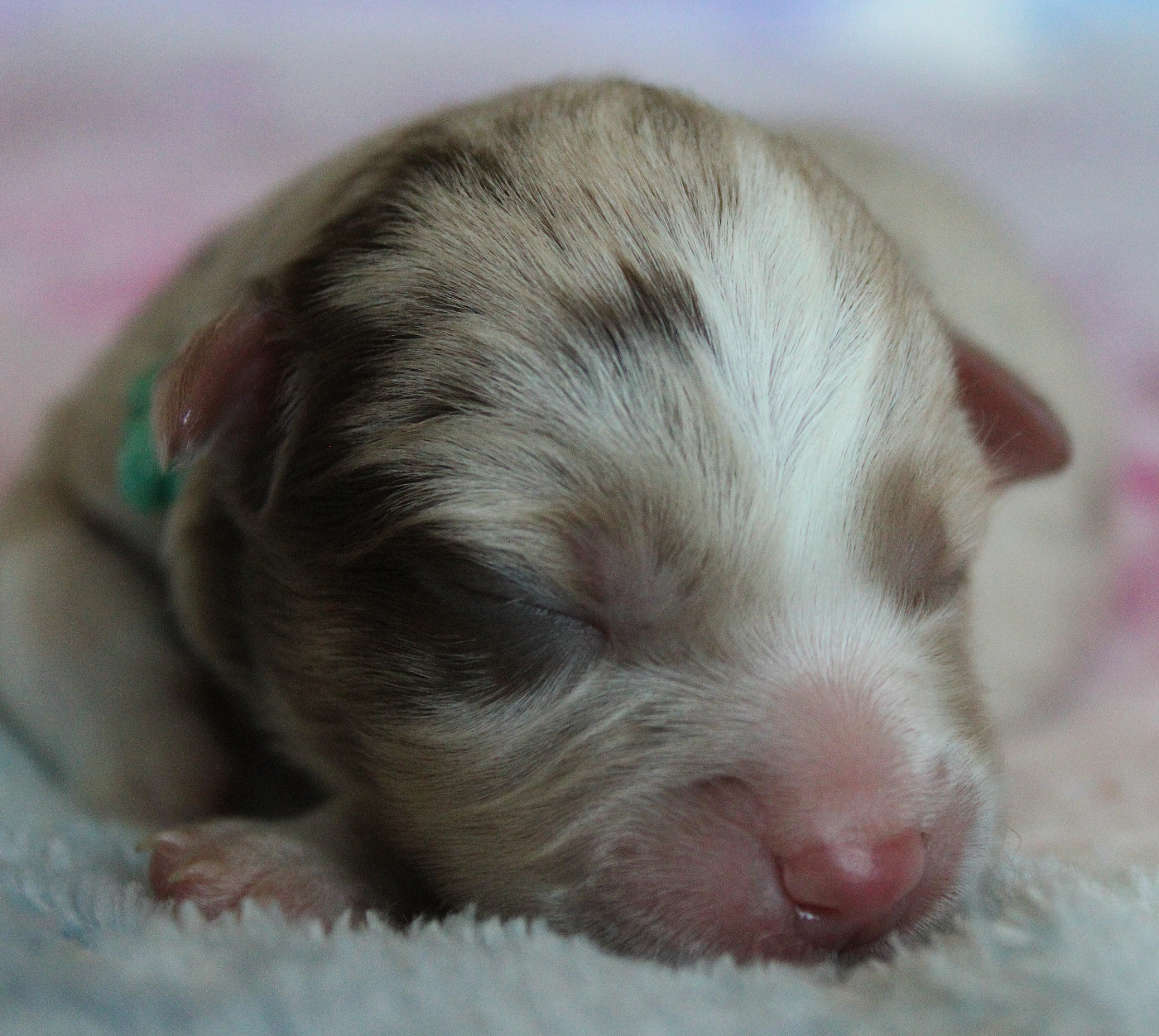 des Wani - Yanpi - Chiots disponibles - Berger Américain Miniature 