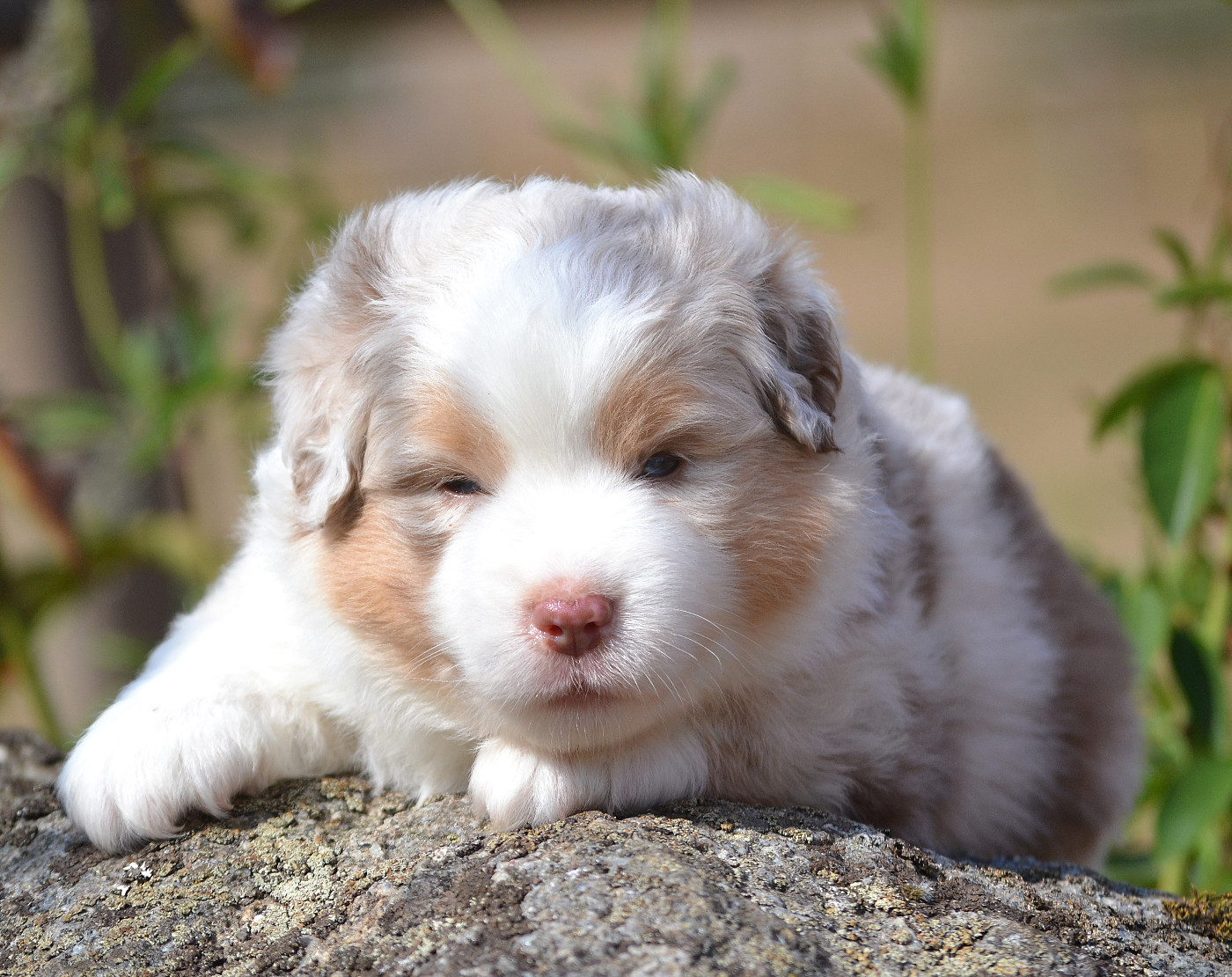 des Wani - Yanpi - Chiots disponibles - Berger Américain Miniature 