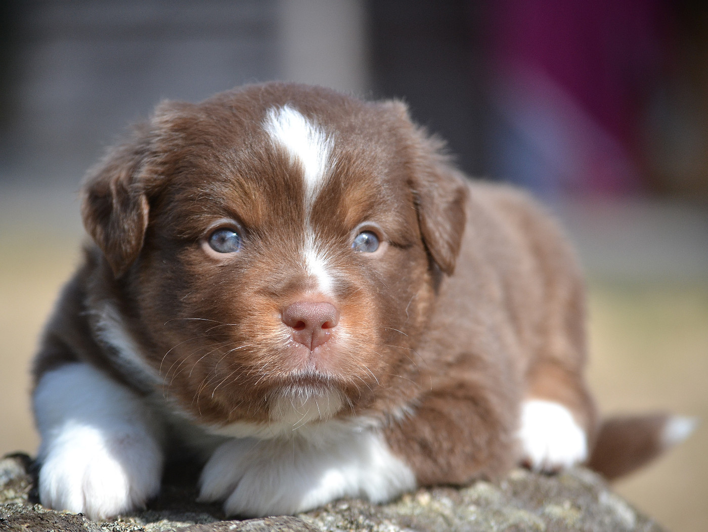 des Wani - Yanpi - Chiots disponibles - Berger Américain Miniature 