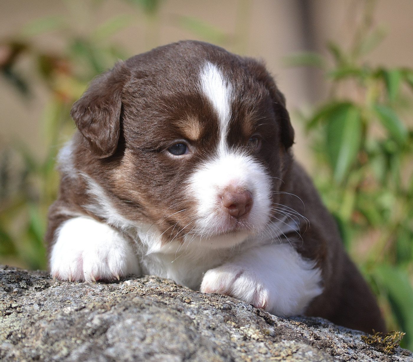 des Wani - Yanpi - Chiots disponibles - Berger Américain Miniature 