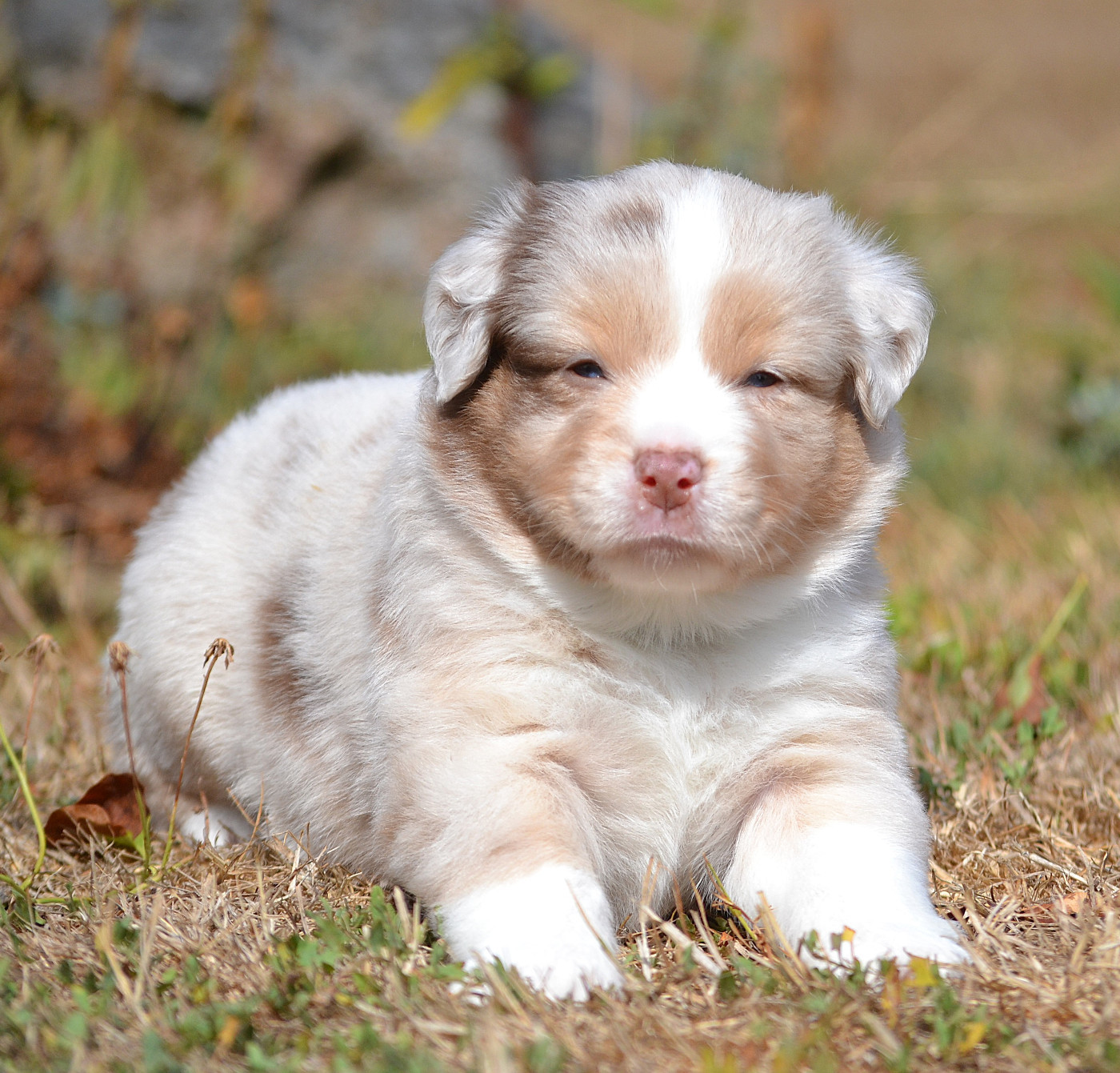 des Wani - Yanpi - Chiots disponibles - Berger Américain Miniature 