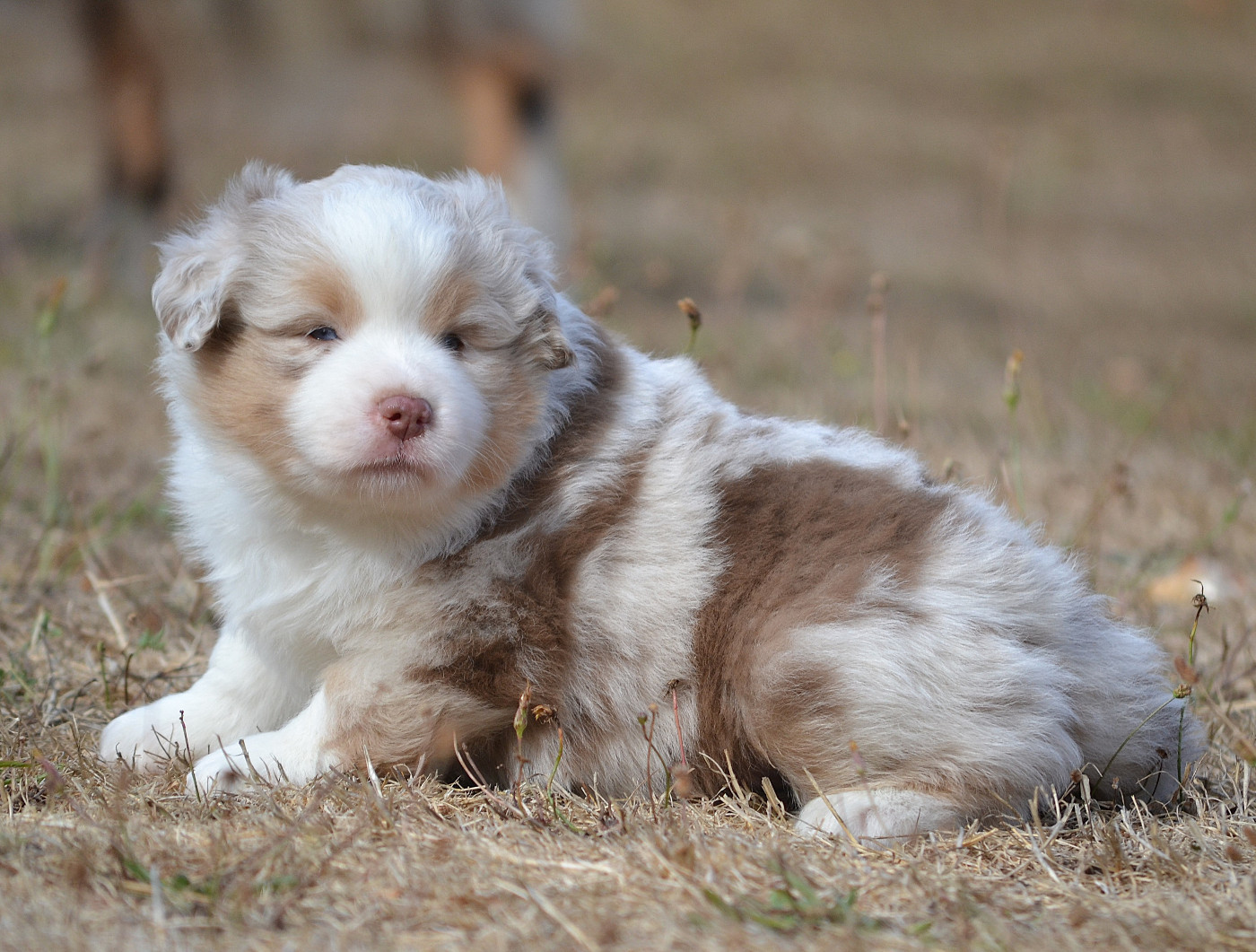 des Wani - Yanpi - Chiots disponibles - Berger Américain Miniature 