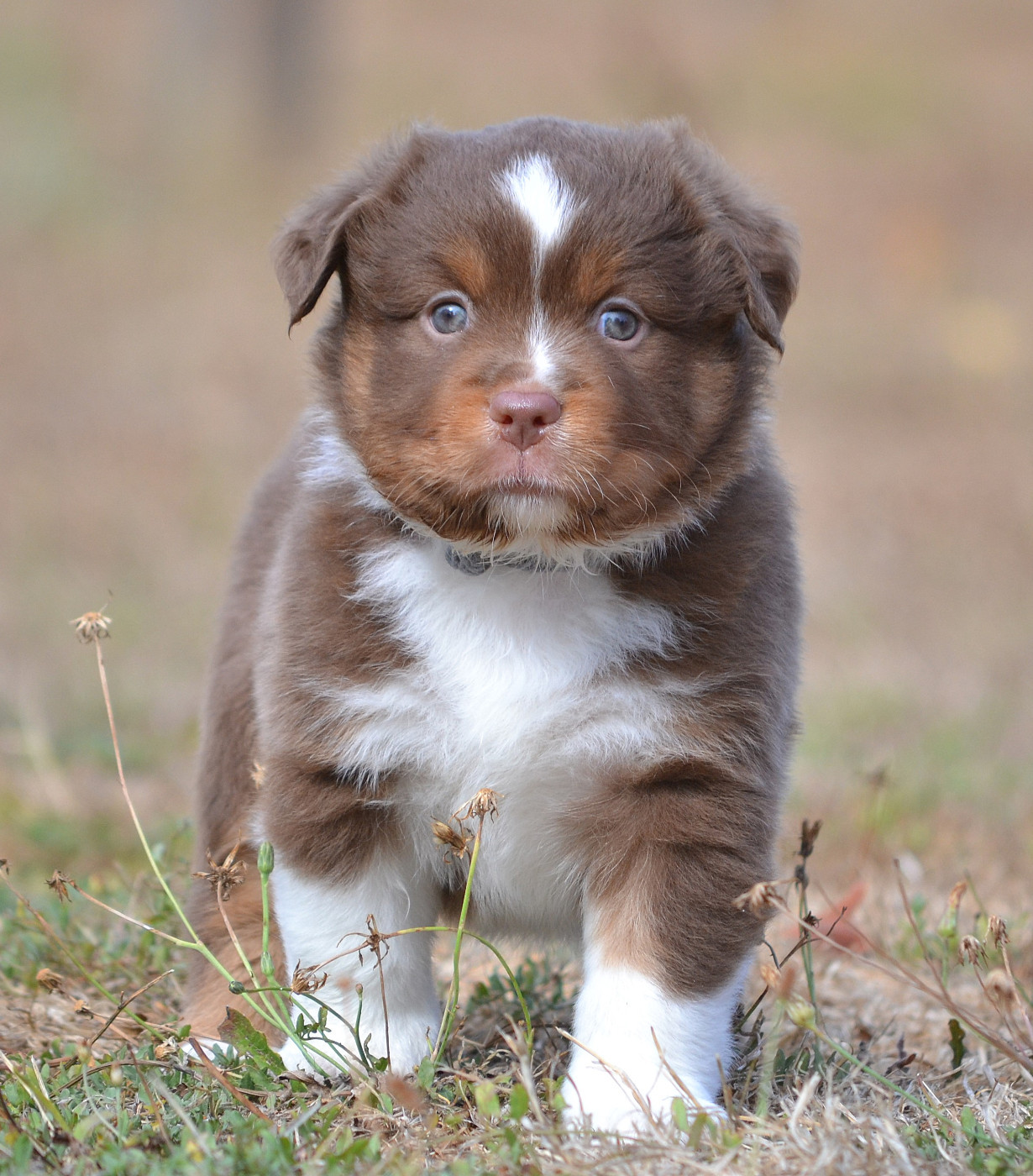 des Wani - Yanpi - Chiots disponibles - Berger Américain Miniature 