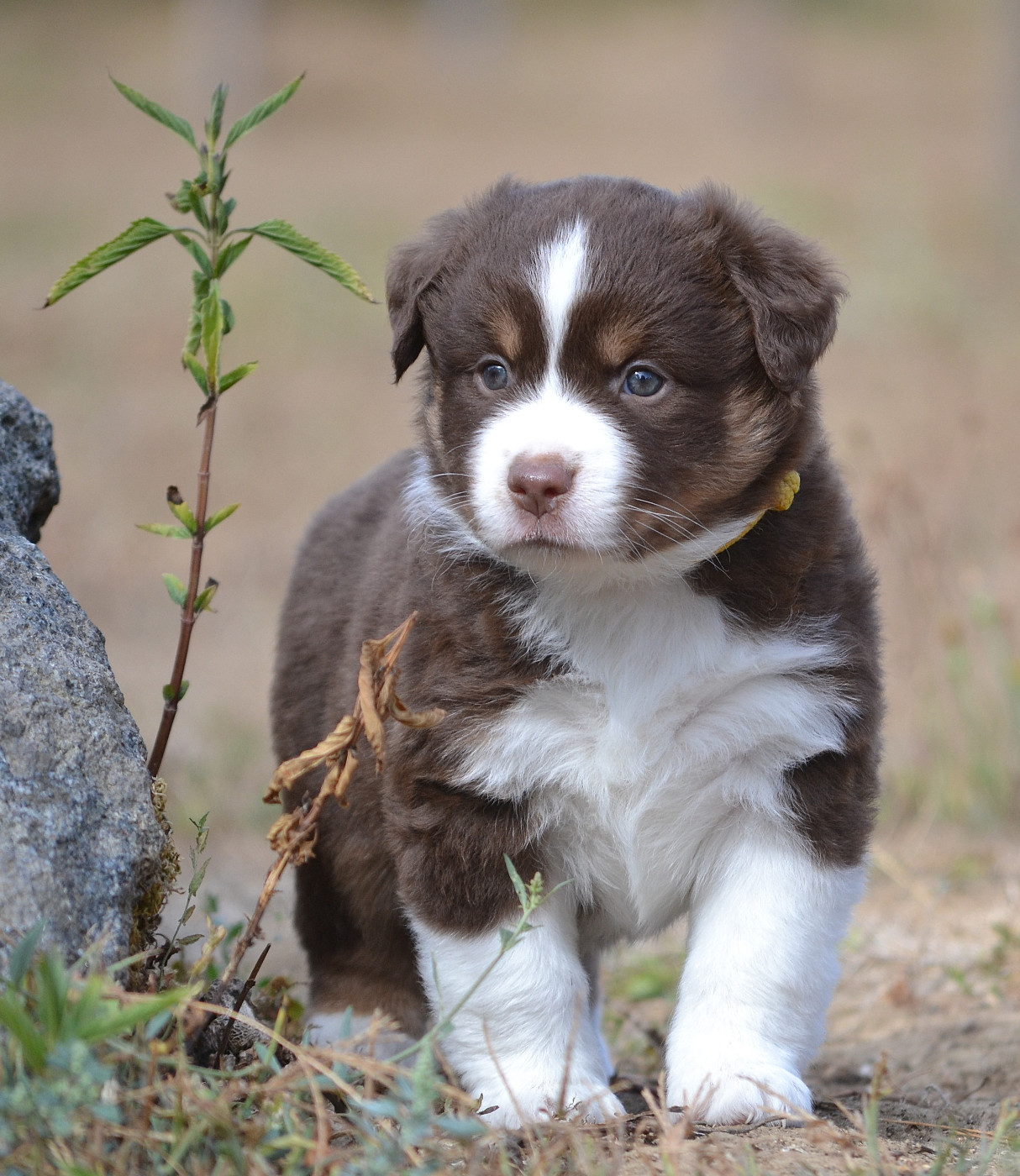 des Wani - Yanpi - Chiots disponibles - Berger Américain Miniature 