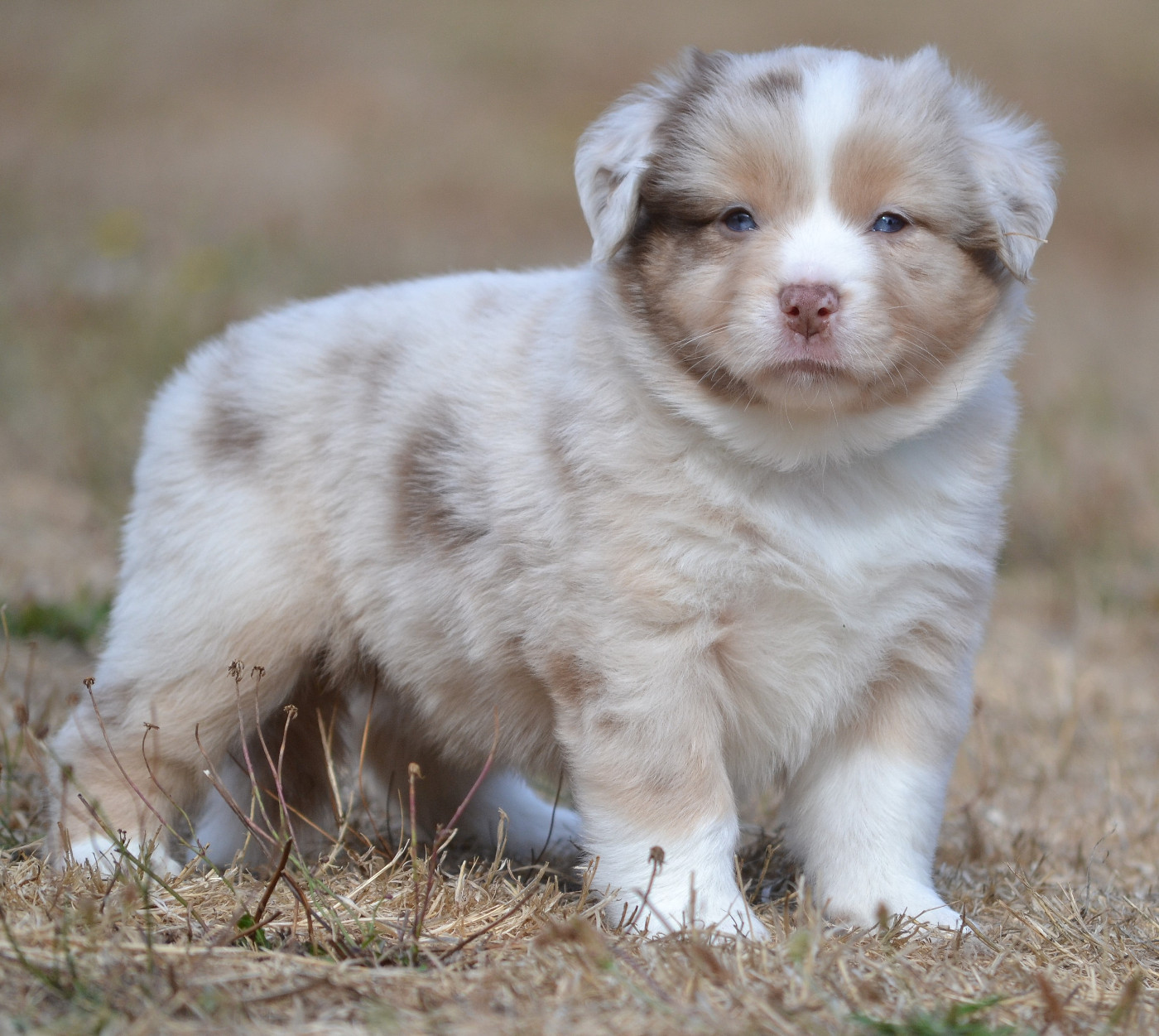 des Wani - Yanpi - Chiots disponibles - Berger Américain Miniature 