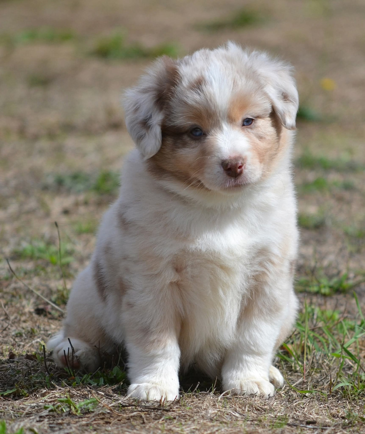 des Wani - Yanpi - Chiots disponibles - Berger Américain Miniature 