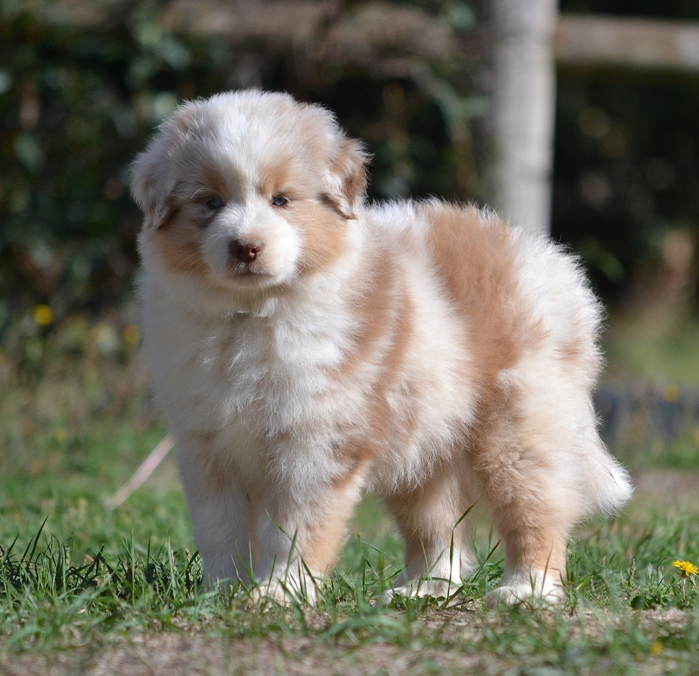 des Wani - Yanpi - Chiots disponibles - Berger Américain Miniature 