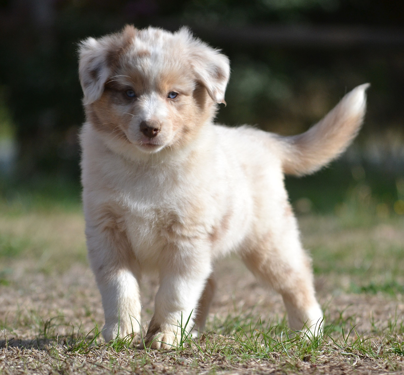 des Wani - Yanpi - Chiots disponibles - Berger Américain Miniature 