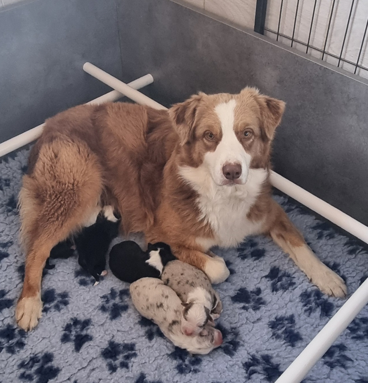 Chiot Berger Australien des Wani - Yanpi