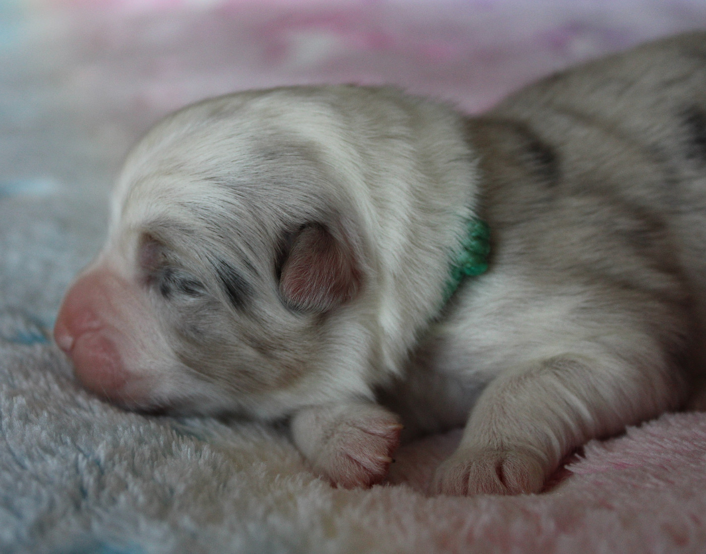 des Wani - Yanpi - Chiots disponibles - Berger Australien