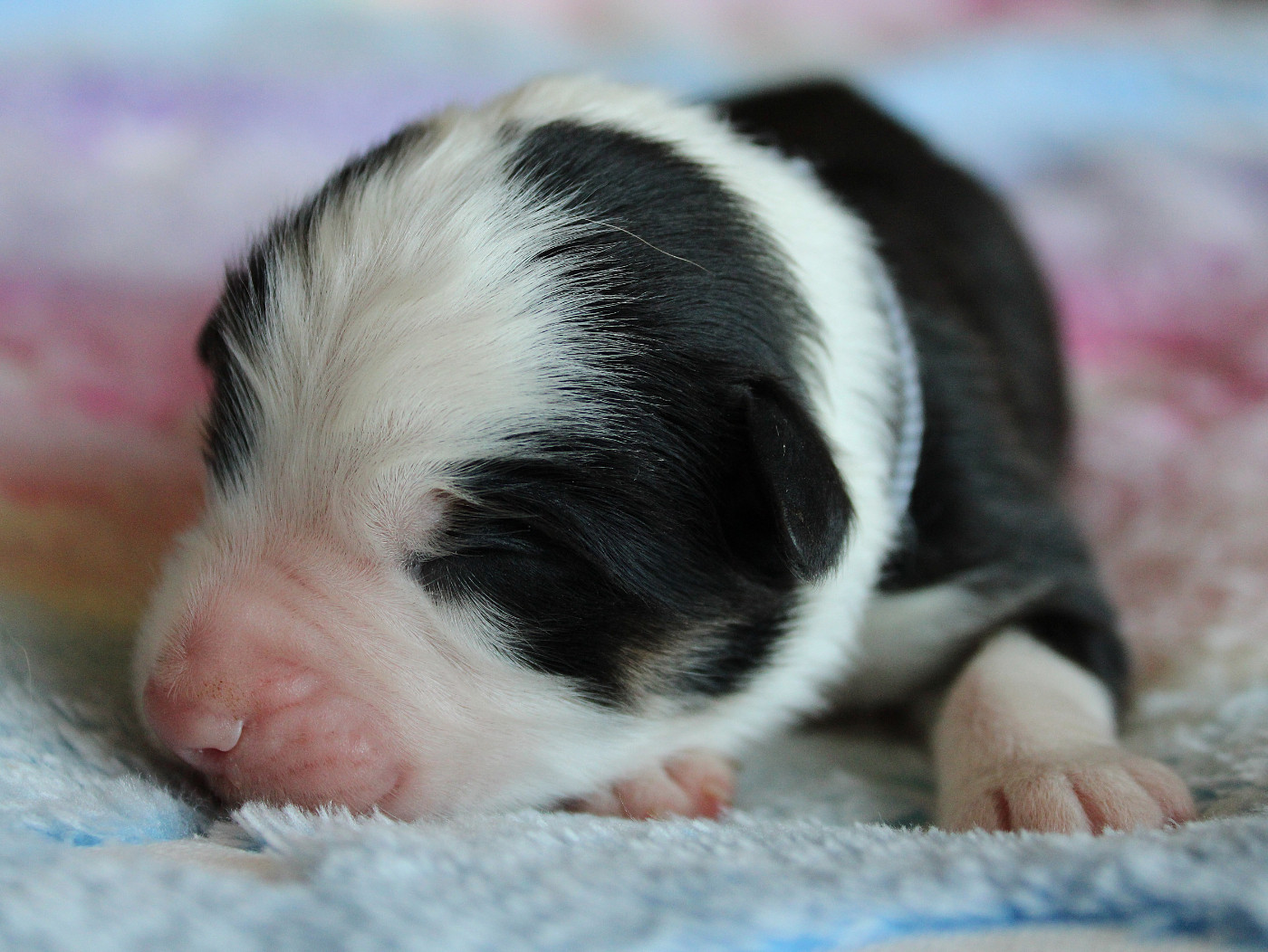 des Wani - Yanpi - Chiots disponibles - Berger Australien