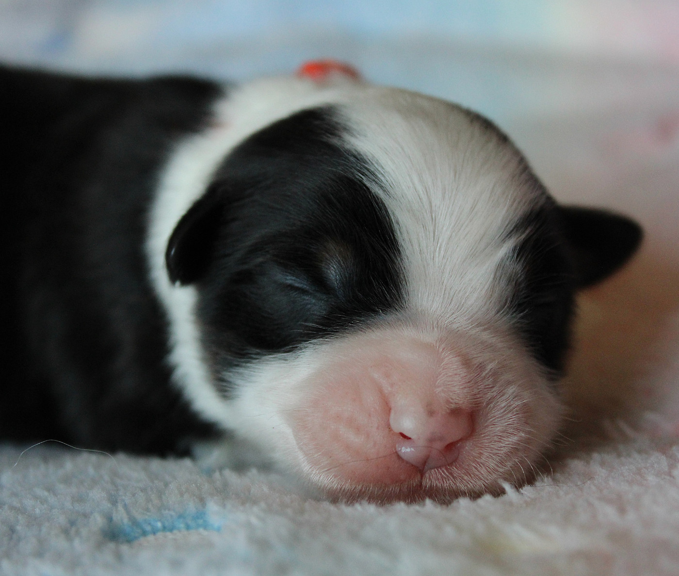 des Wani - Yanpi - Chiots disponibles - Berger Australien