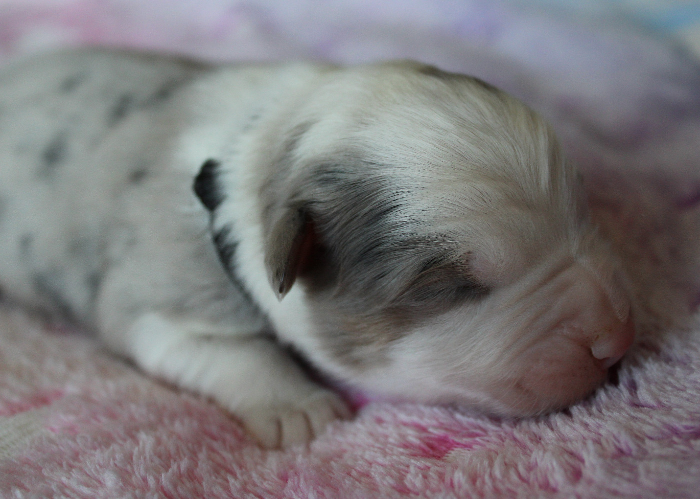 des Wani - Yanpi - Chiots disponibles - Berger Australien