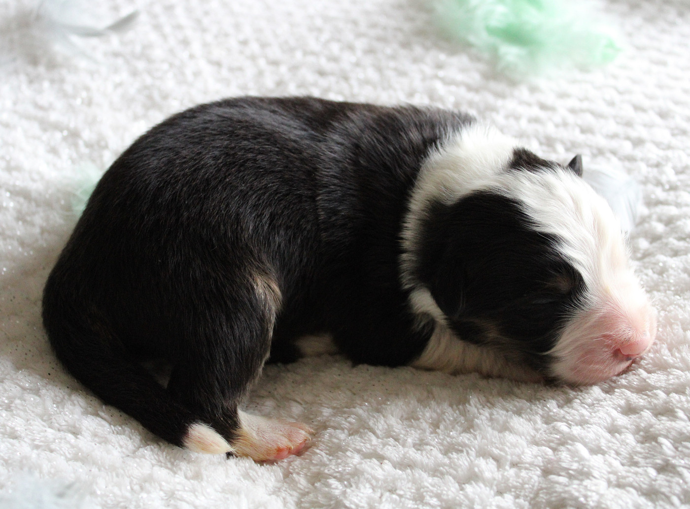 des Wani - Yanpi - Chiots disponibles - Berger Australien