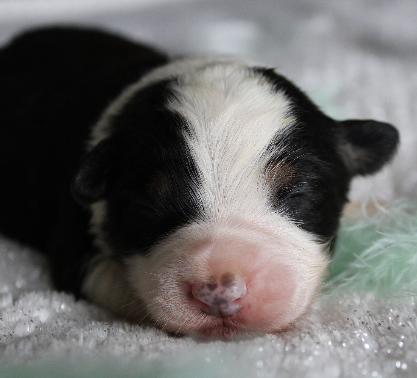 des Wani - Yanpi - Chiots disponibles - Berger Australien