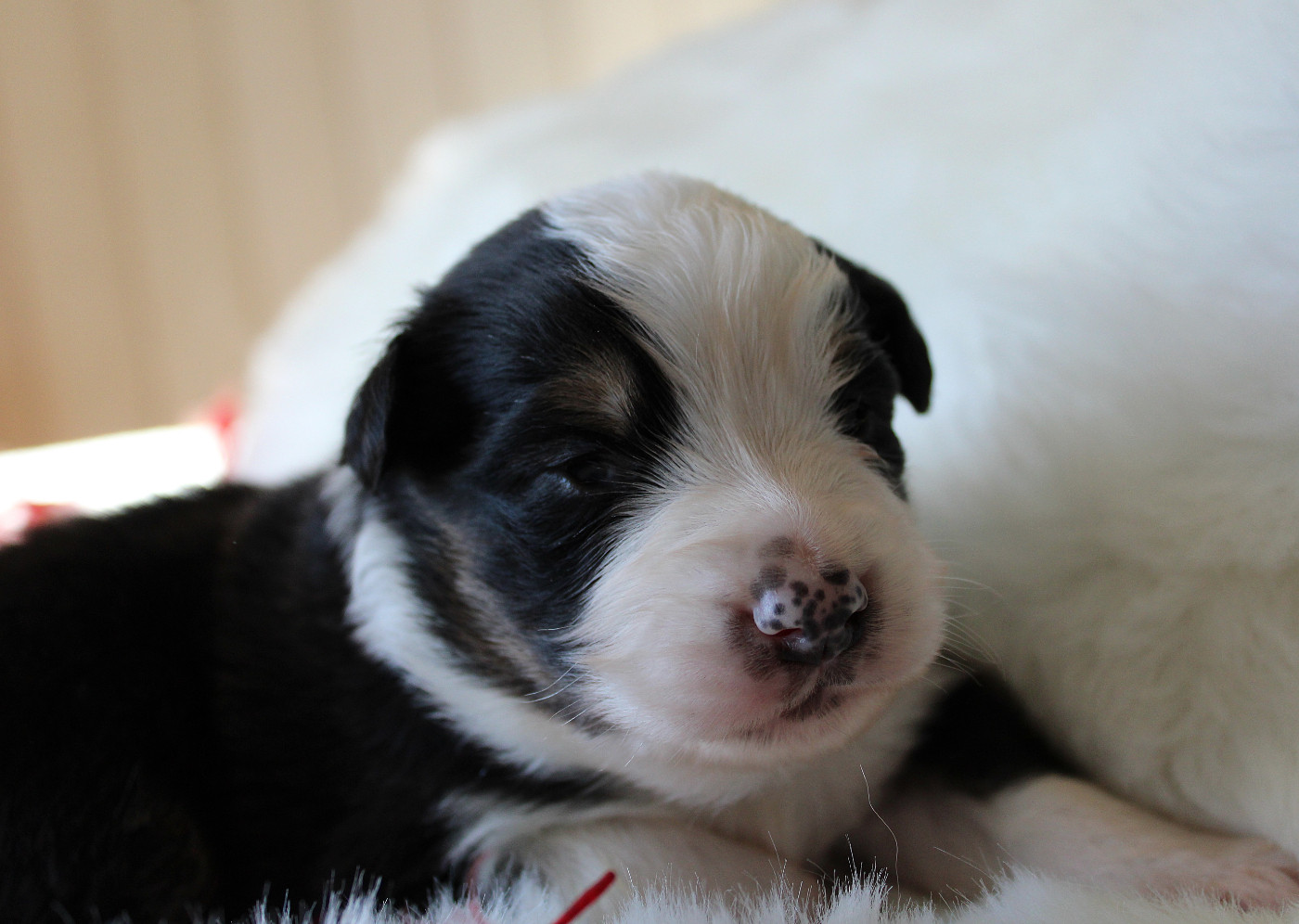 des Wani - Yanpi - Chiots disponibles - Berger Australien