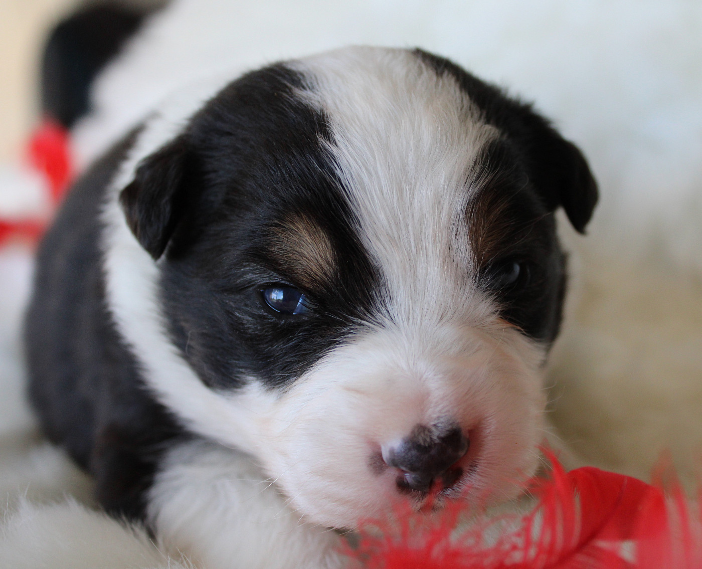 des Wani - Yanpi - Chiots disponibles - Berger Australien