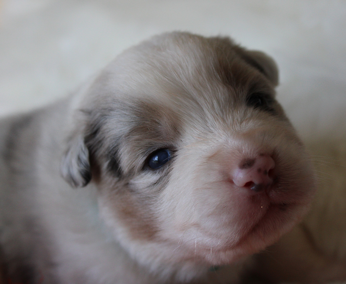 des Wani - Yanpi - Chiots disponibles - Berger Australien