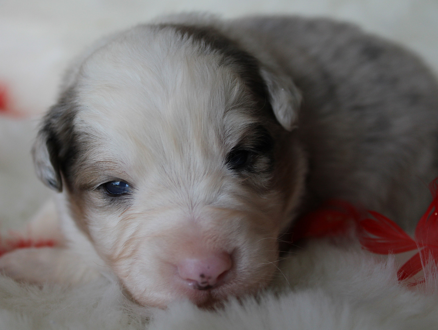 des Wani - Yanpi - Chiots disponibles - Berger Australien