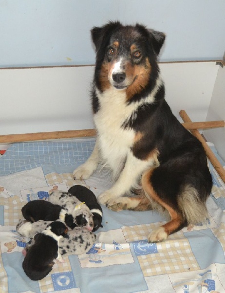 Chiot Berger Australien des Wani - Yanpi