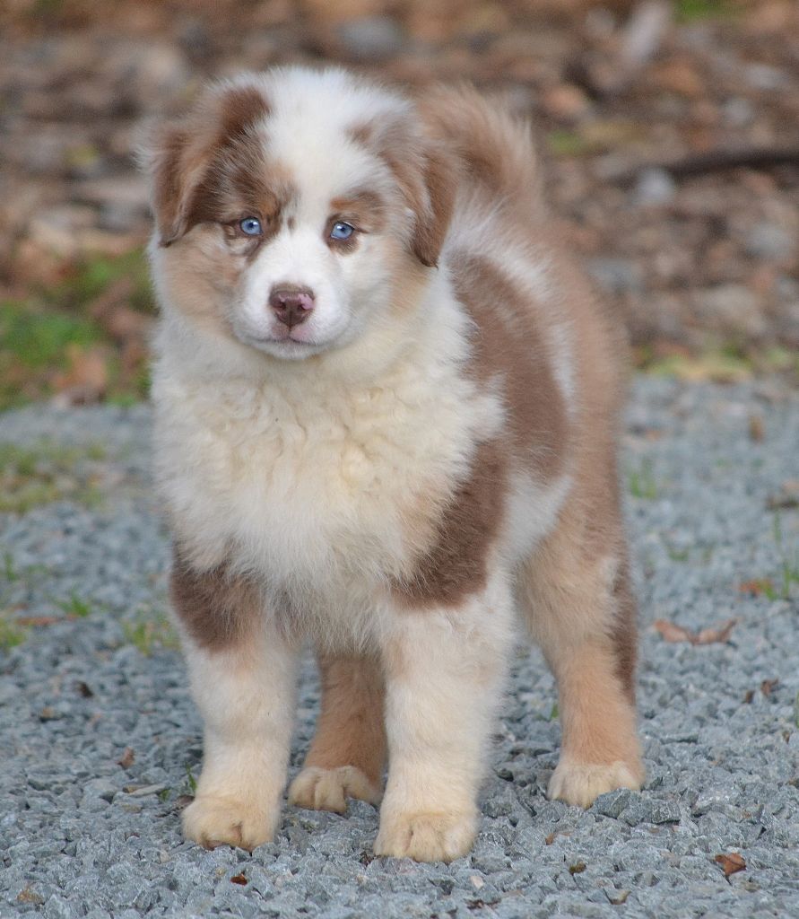 des Wani - Yanpi - Chiots disponibles - Berger Américain Miniature 