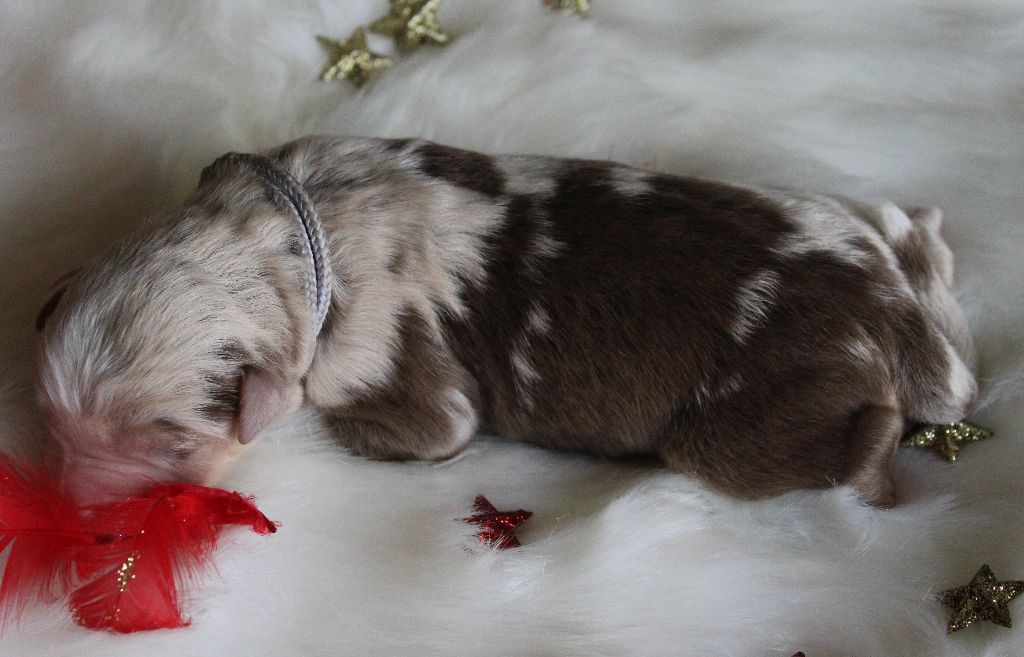 des Wani - Yanpi - Chiots disponibles - Berger Américain Miniature 