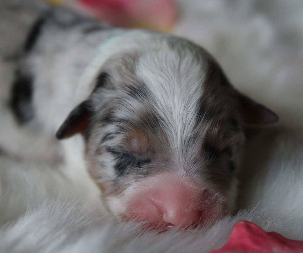 des Wani - Yanpi - Chiots disponibles - Berger Australien