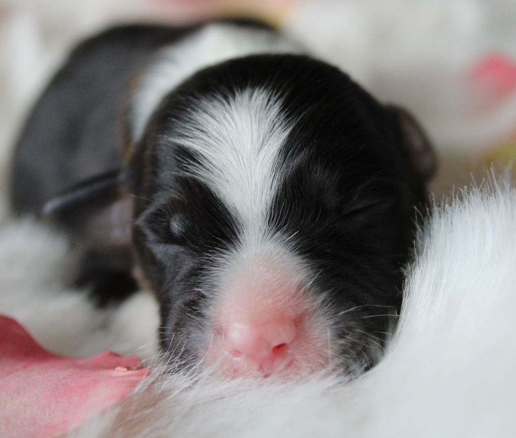 des Wani - Yanpi - Chiots disponibles - Berger Australien