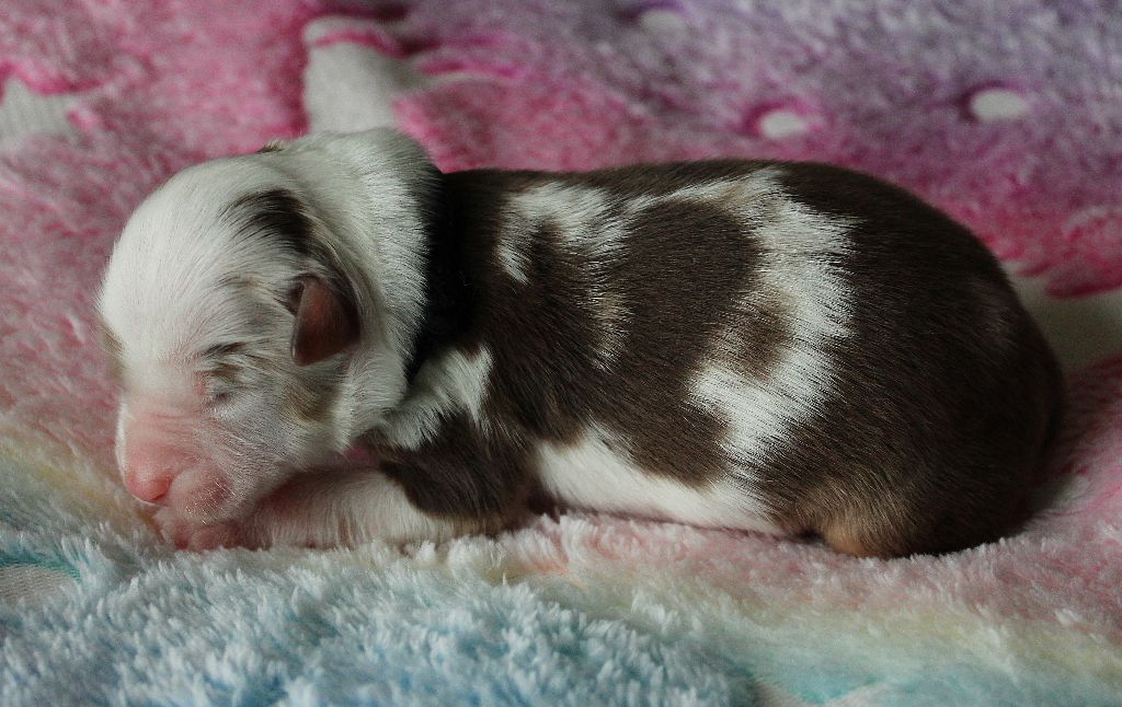 des Wani - Yanpi - Chiots disponibles - Berger Américain Miniature 
