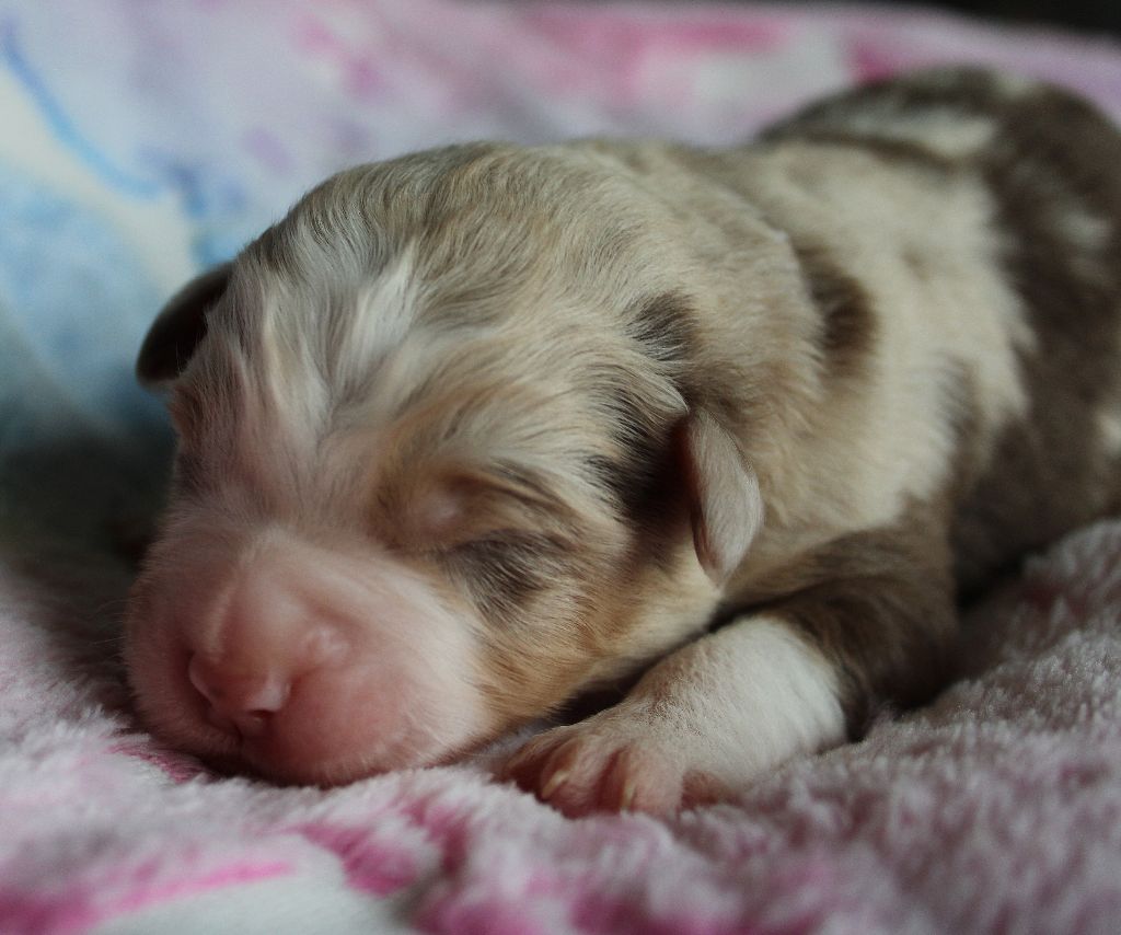 des Wani - Yanpi - Chiots disponibles - Berger Américain Miniature 